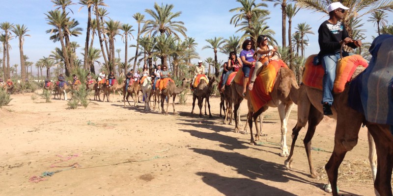 Dromadaire Marrakech
